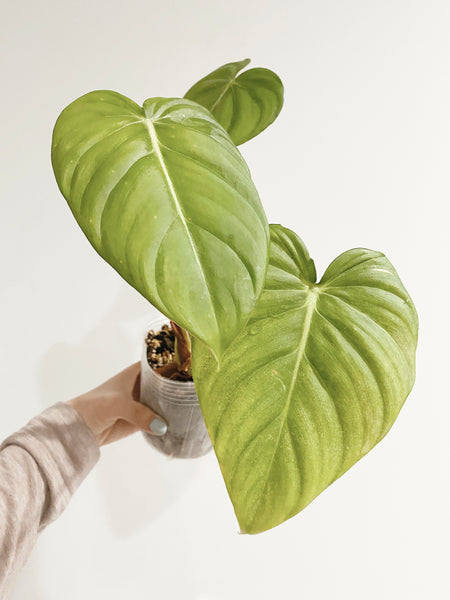 Philodendron Pastazanum (US Seller) – Rooted Hues