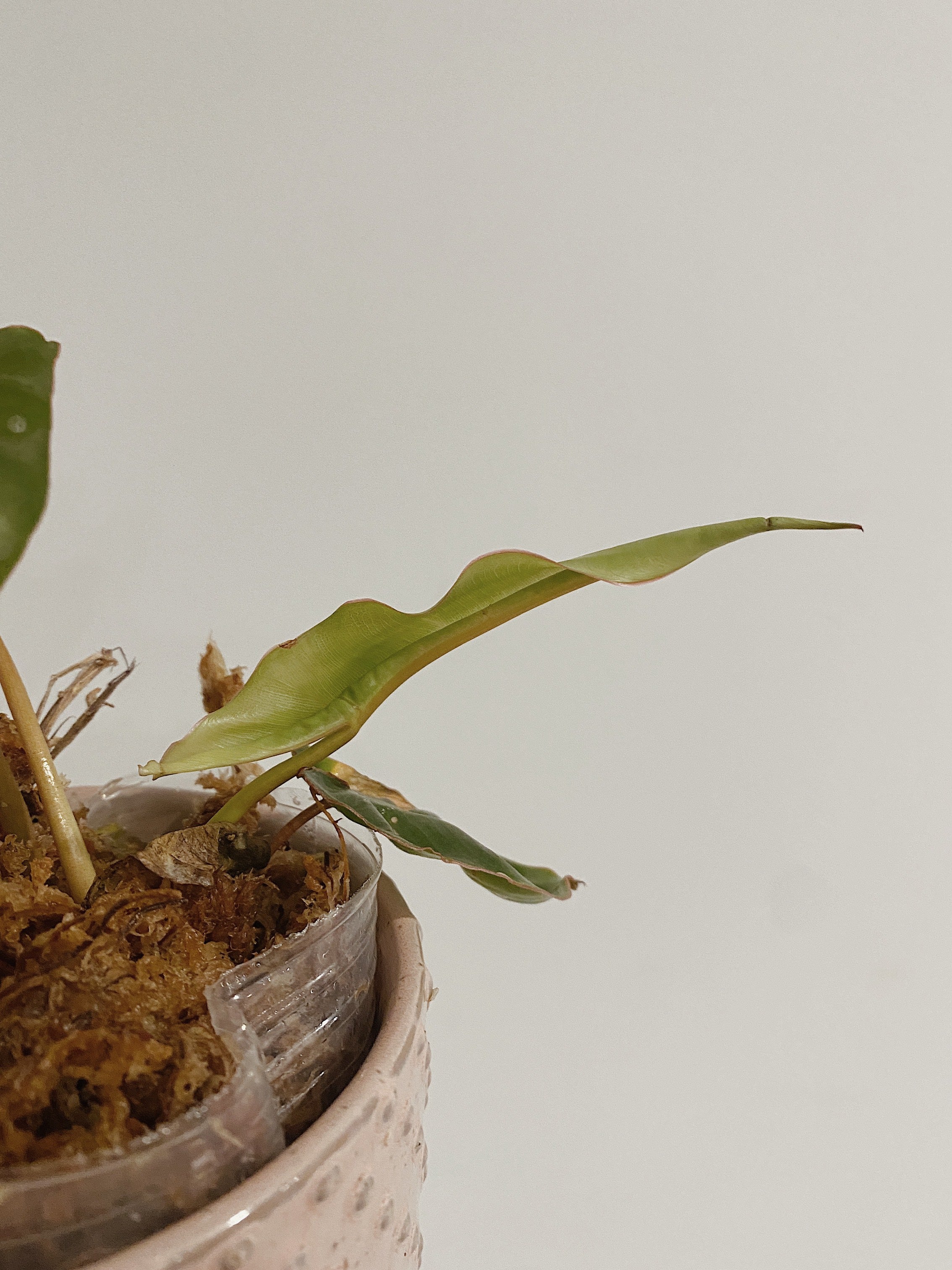 Philodendron Billietiae