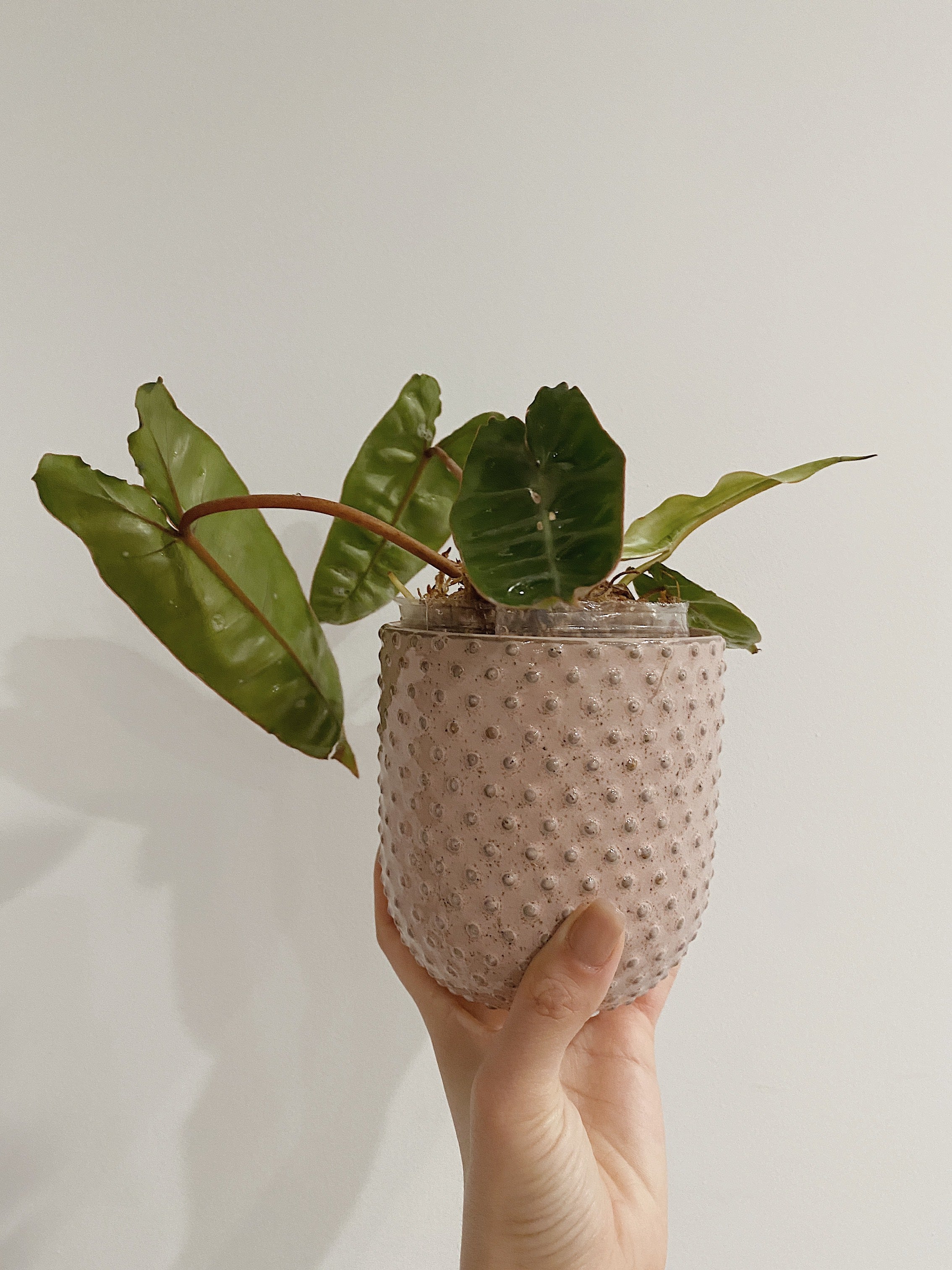 Philodendron Billietiae