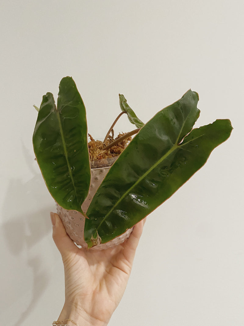Philodendron Billietiae