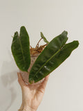 Philodendron Billietiae
