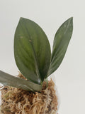 Scindapsus Treubii Dark Form
