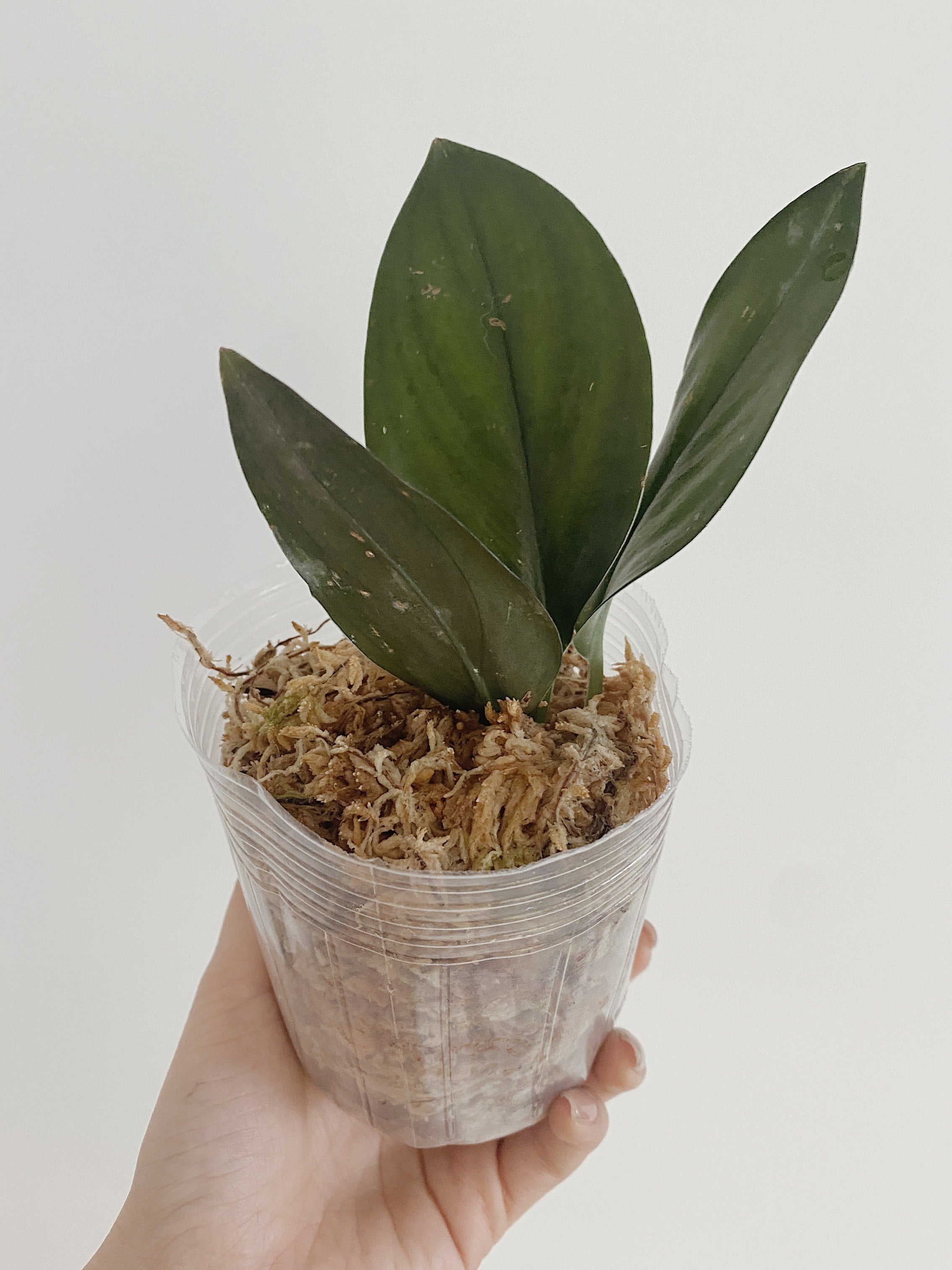 Scindapsus Treubii Dark Form