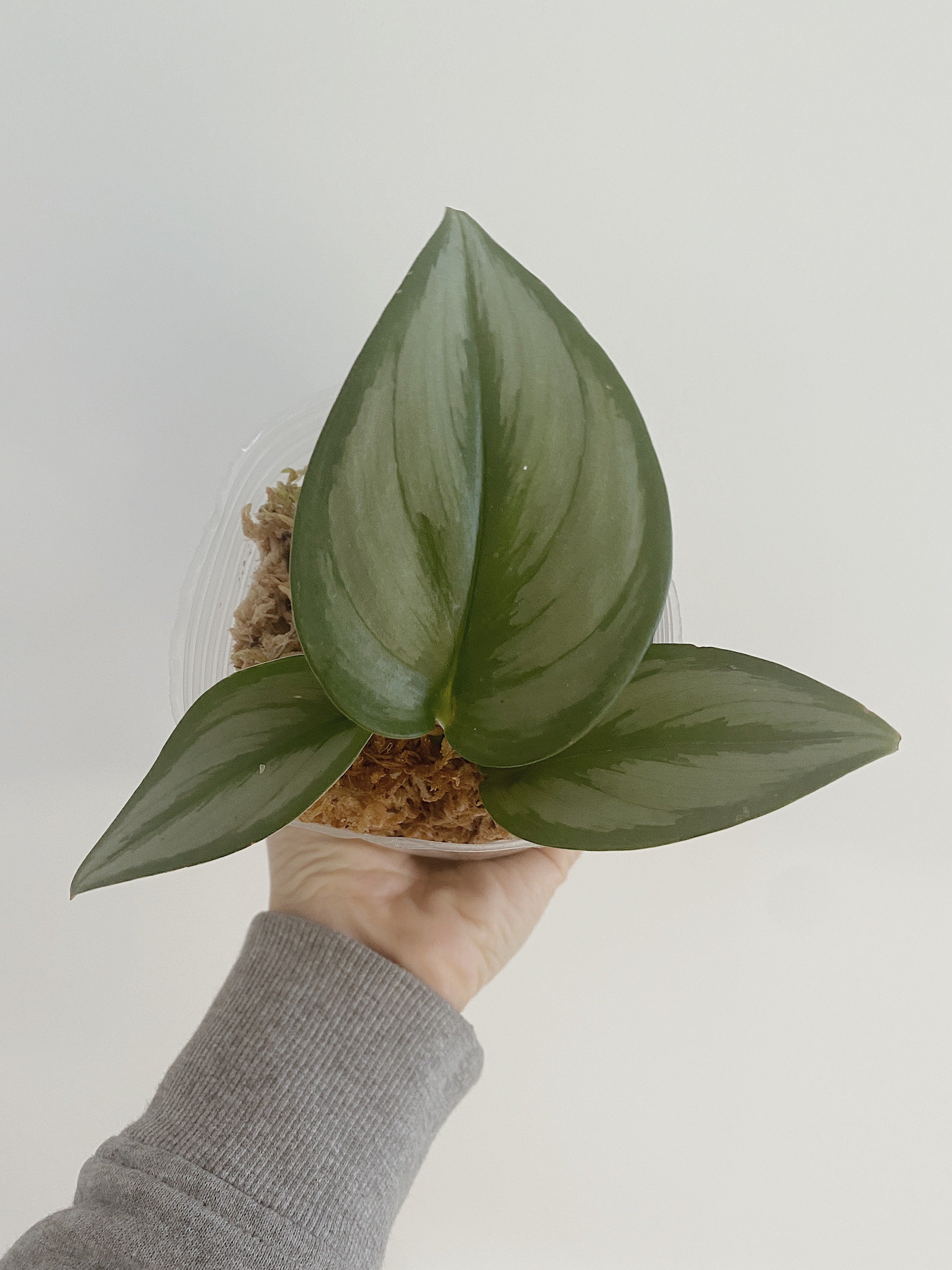 Scindapsus Treubii Moonlight