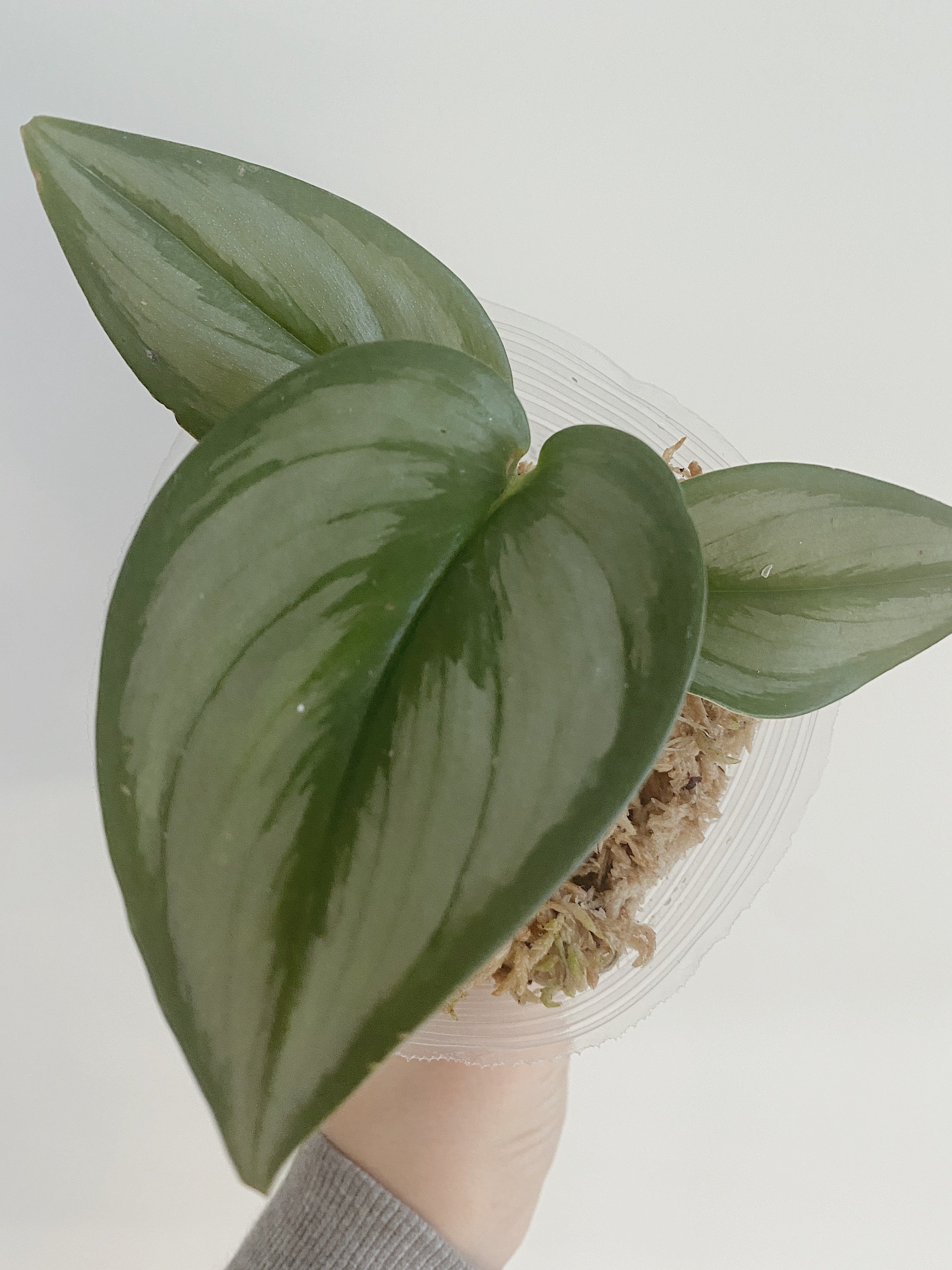 Scindapsus Treubii Moonlight