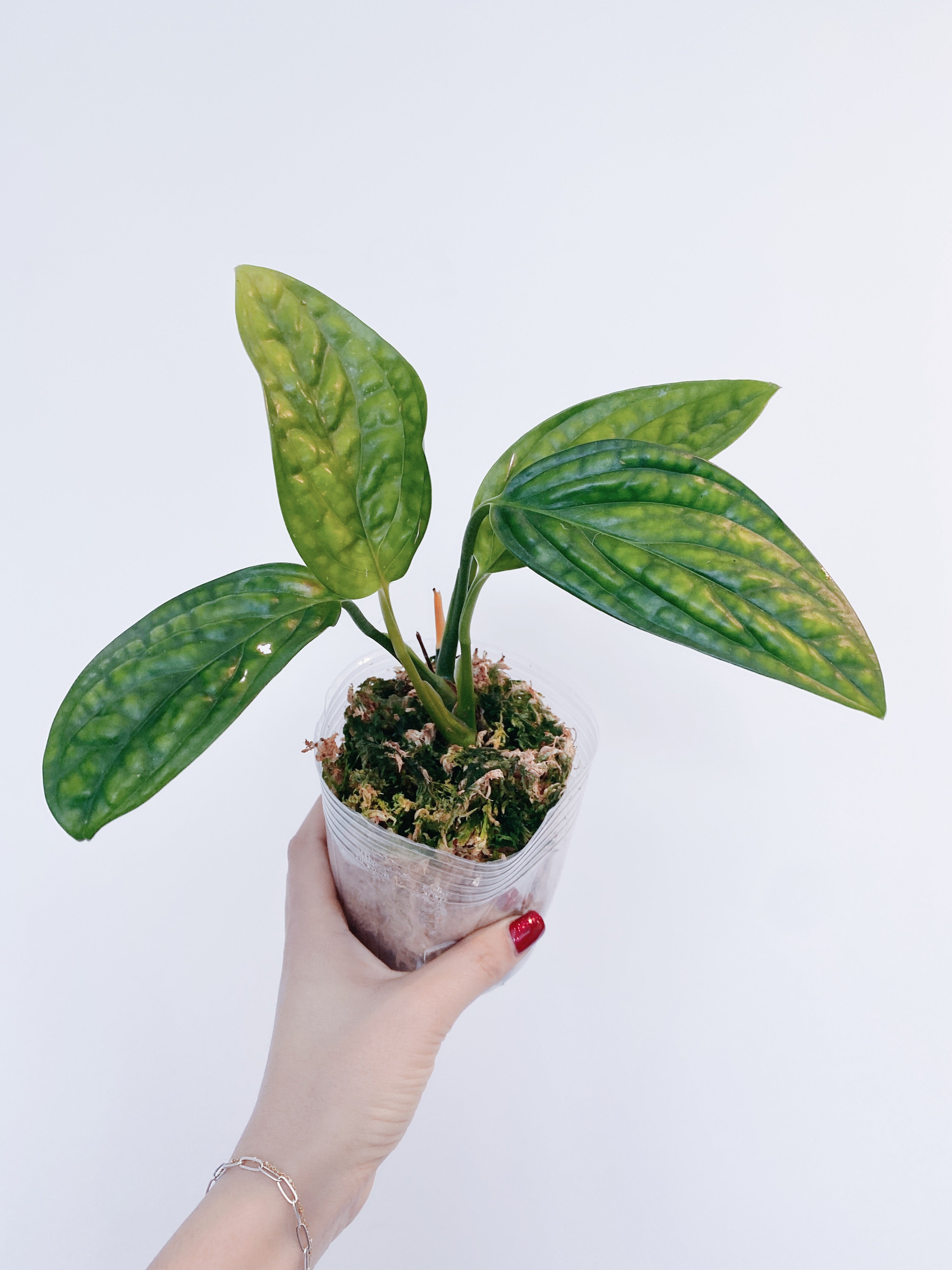 Monstera Peru (Monstera Karstenianum)