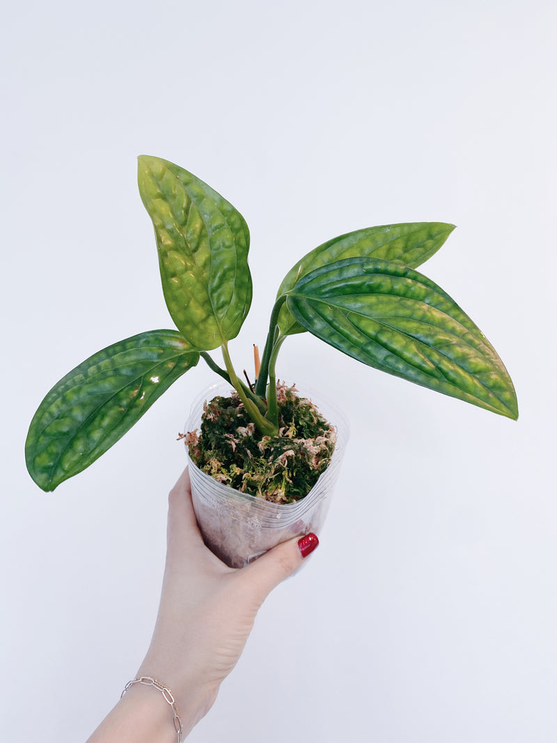 Monstera Peru (Monstera Karstenianum)