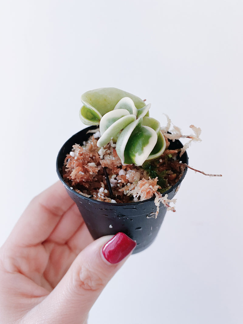 Hoya Hindu Rope Variegated