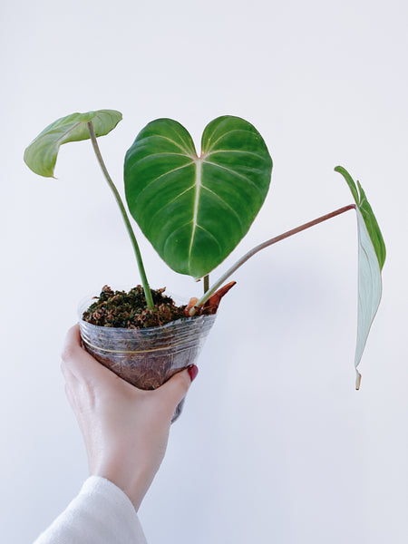 philodendron gloriosum chonk Philodendron Gloriosum (US Seller) – Rooted Hues