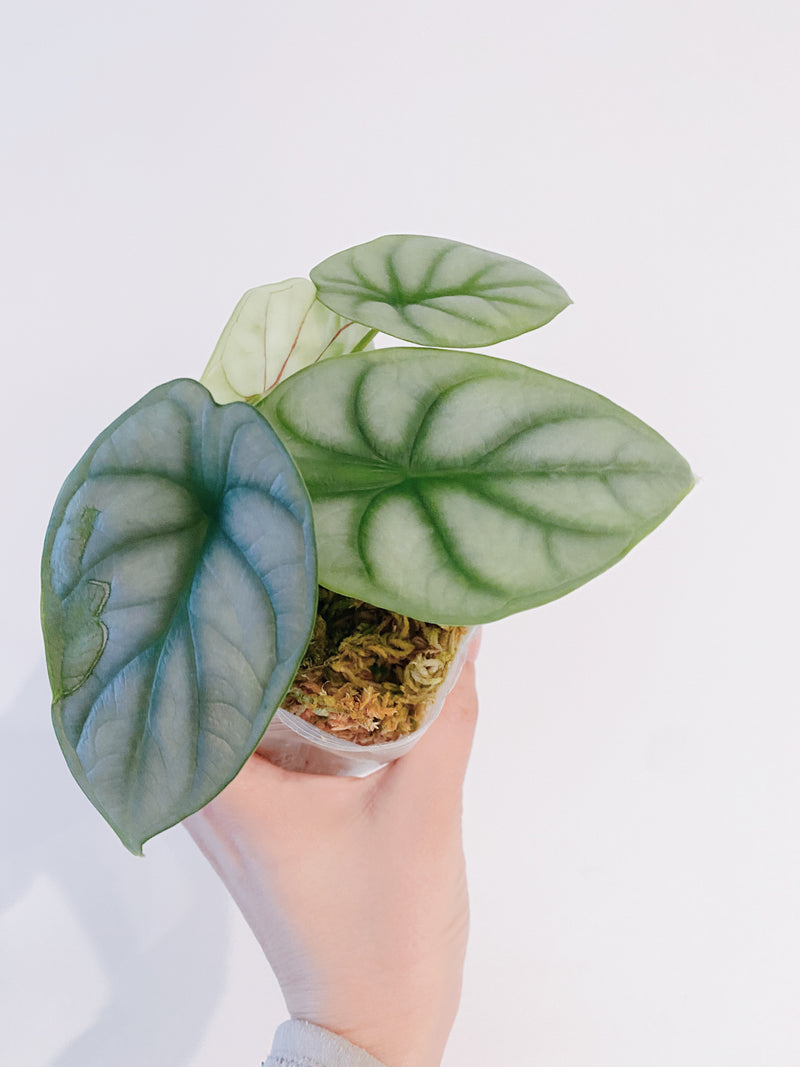 Alocasia Silver Dragon