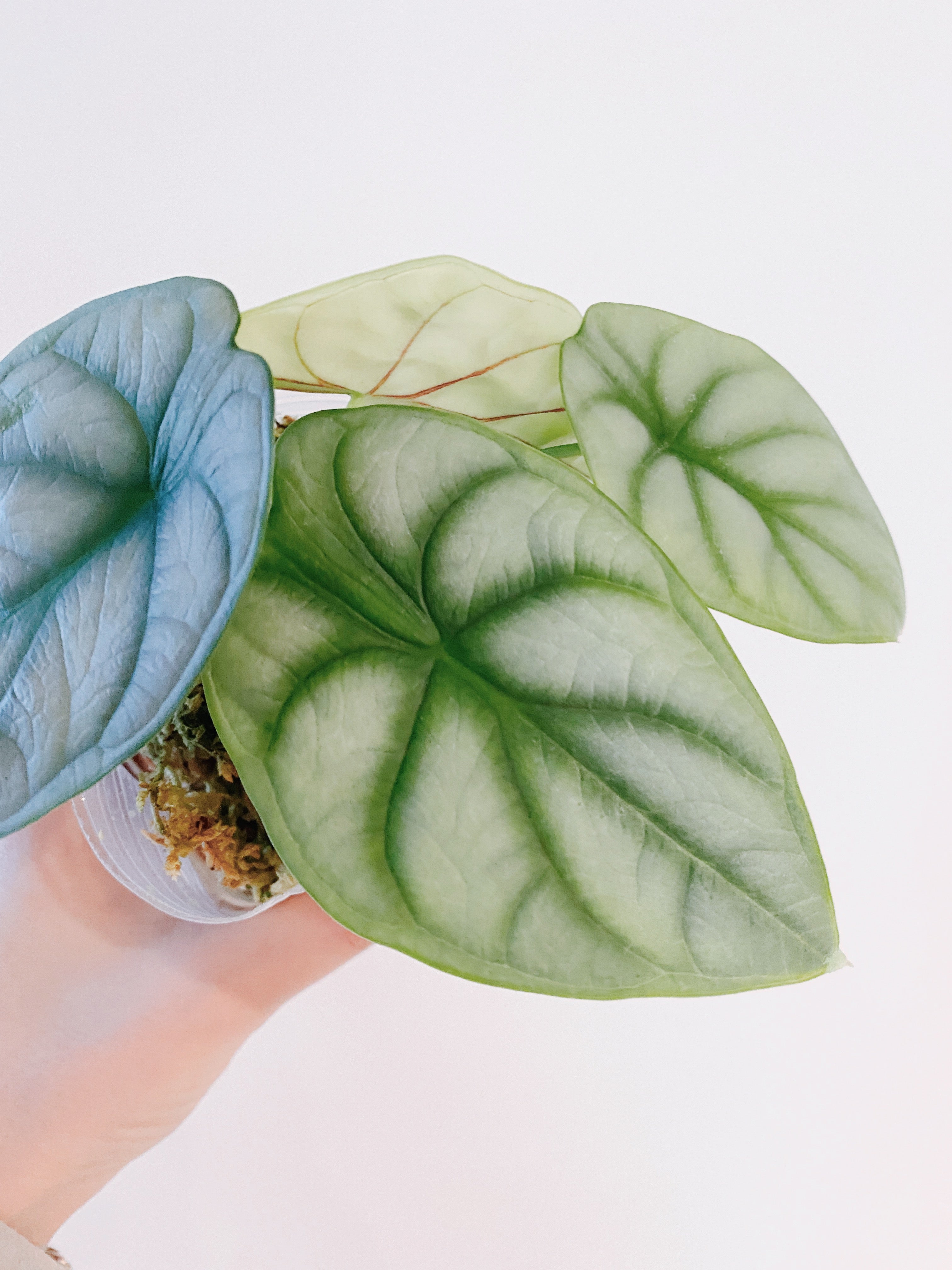 Alocasia Silver Dragon