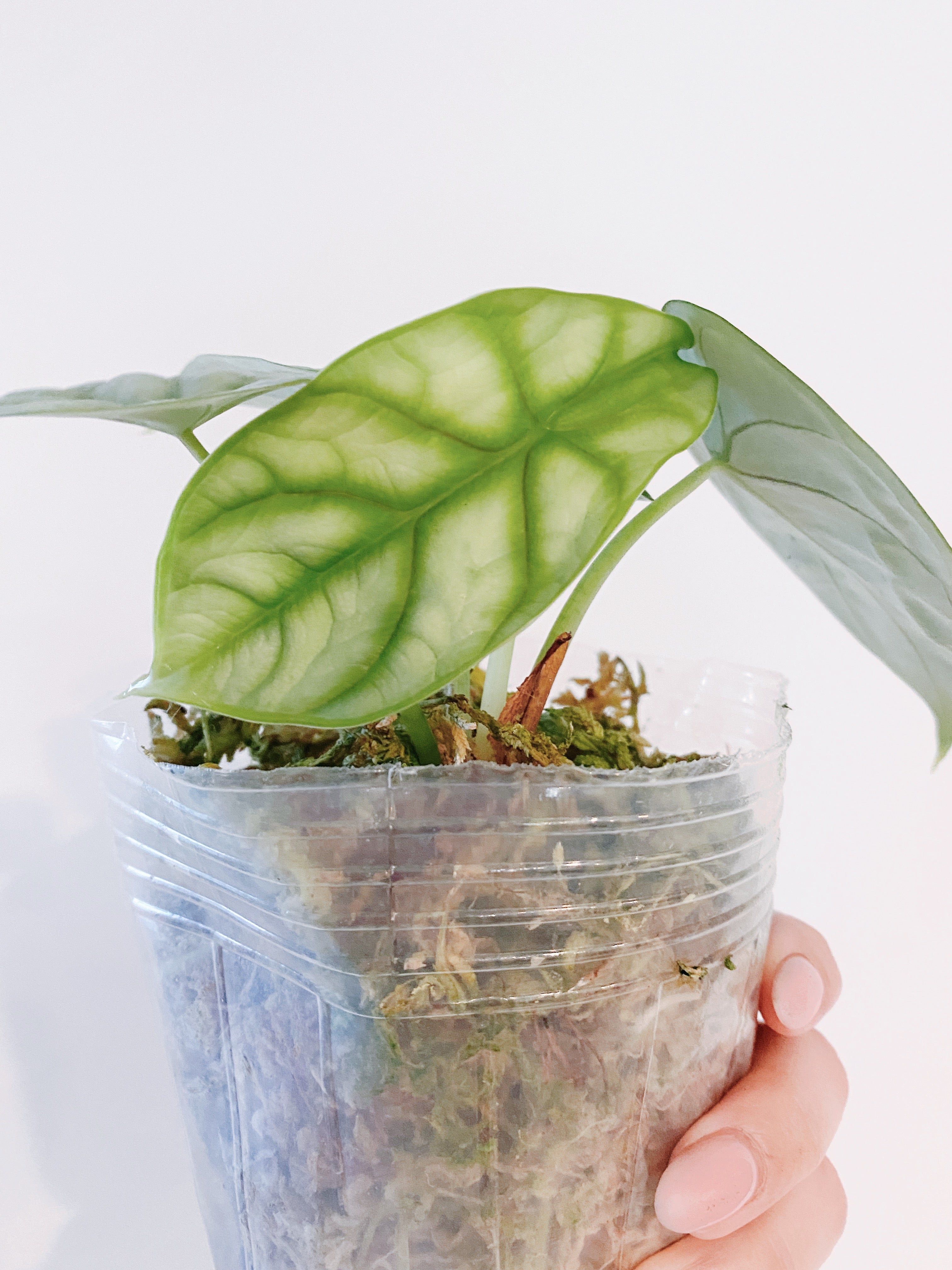 Alocasia Silver Dragon
