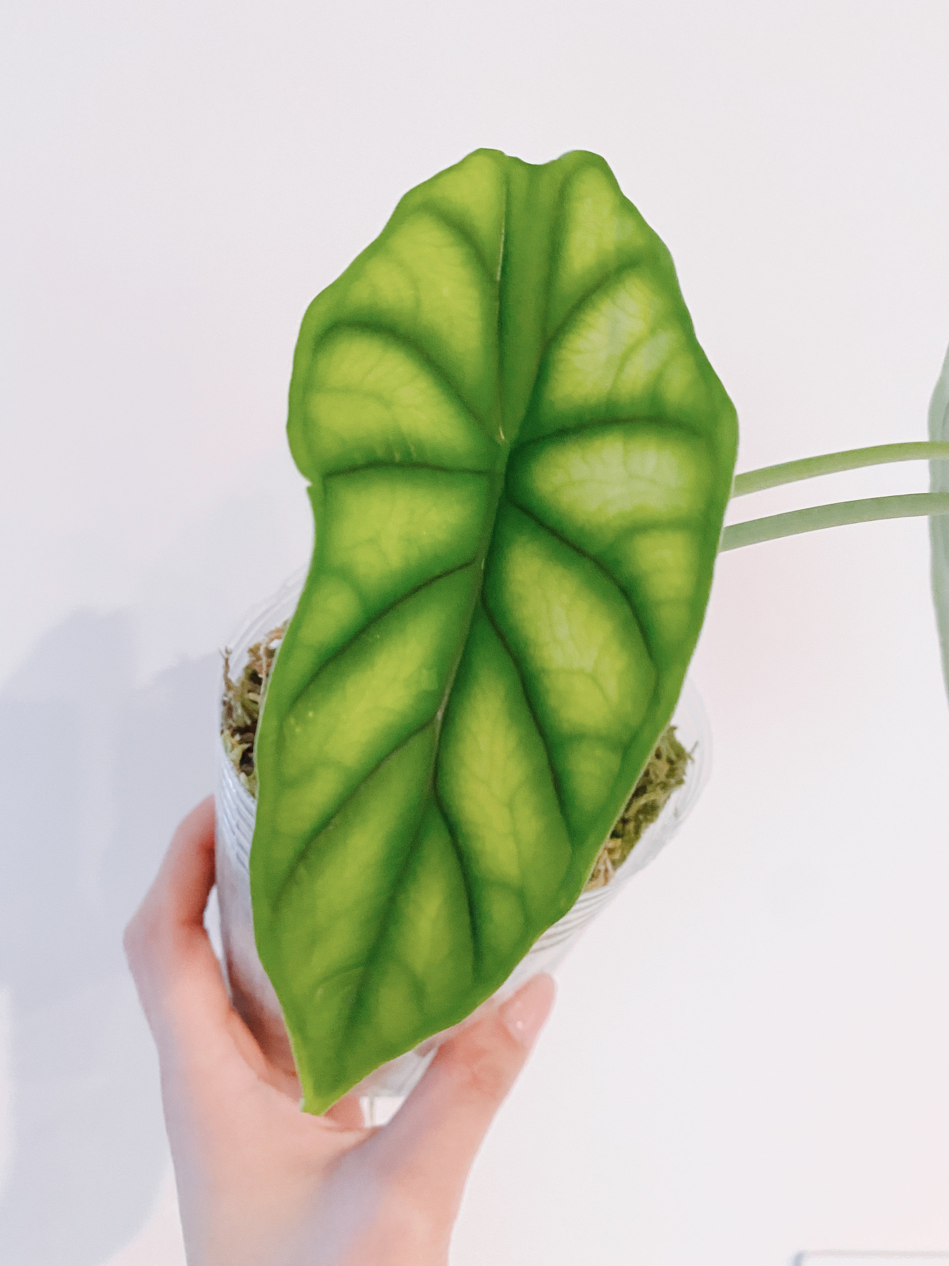 Alocasia Dragon Scale