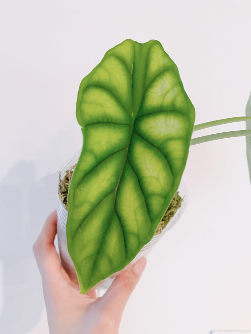 Alocasia Dragon Scale