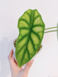 Alocasia Dragon Scale