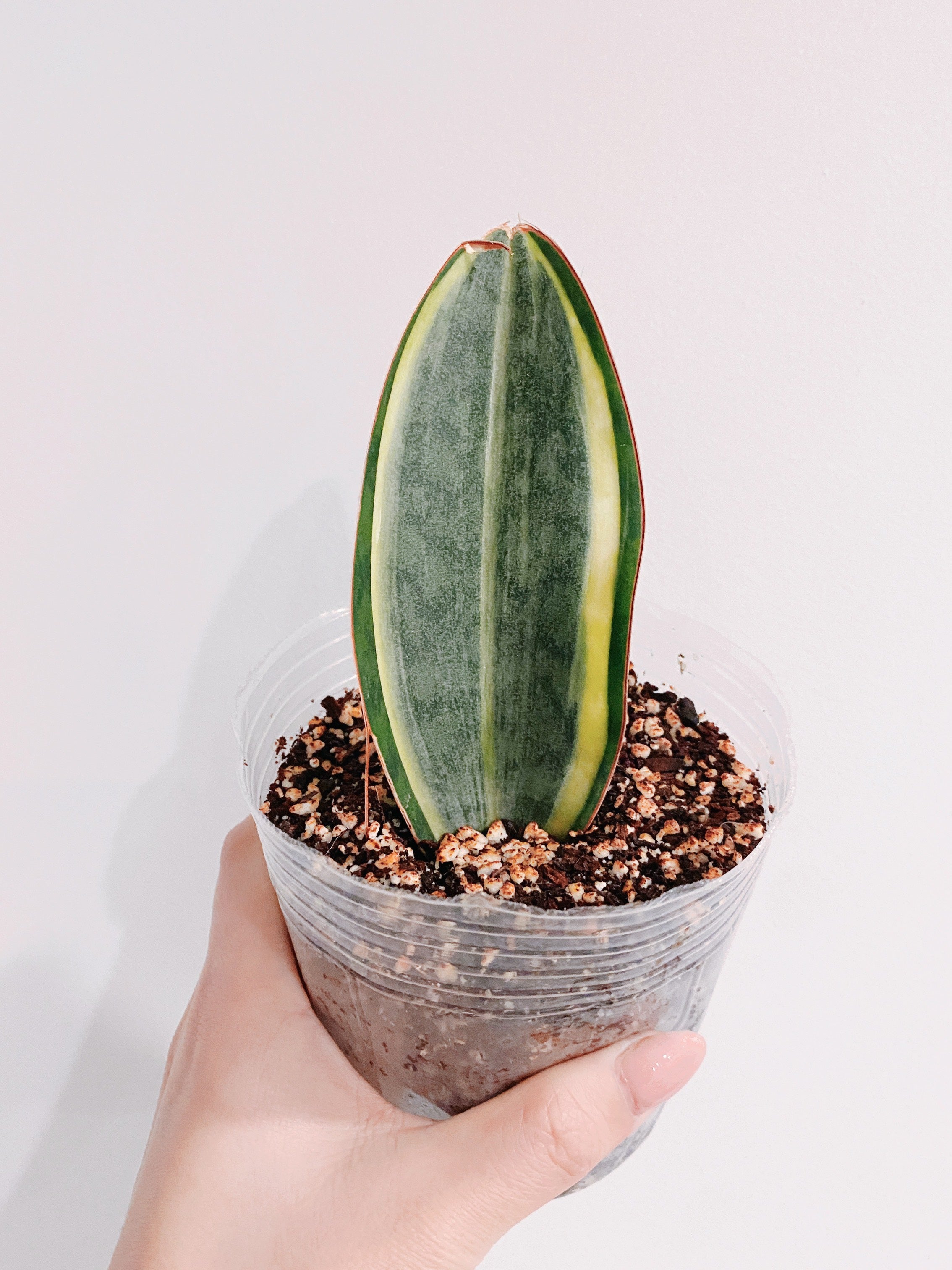 Whale Fin Sansevieria Masoniana White Variegated
