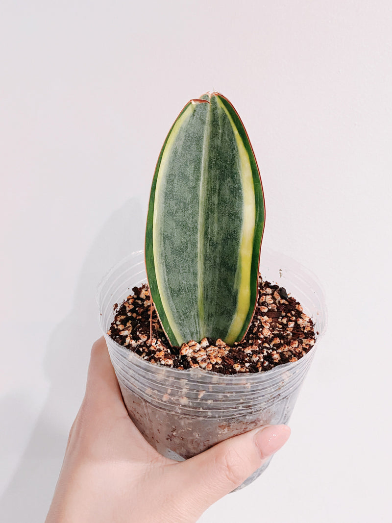 Whale Fin Sansevieria Masoniana White Variegated