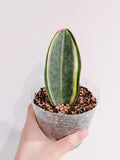 Whale Fin Sansevieria Masoniana White Variegated
