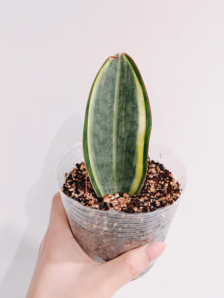 sansevieria masoniana f. variegata Whale Fin Sansevieria Masoniana White Variegated (Snake Plant) – Rooted Hues