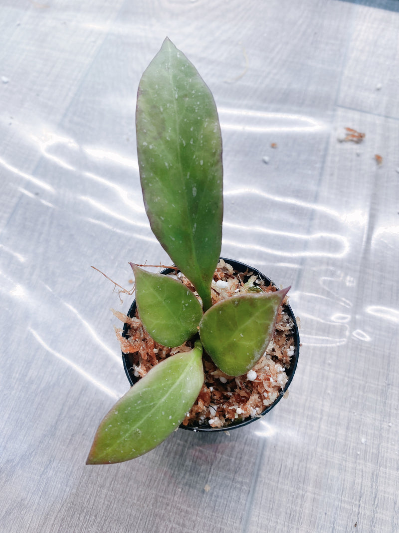 Hoya Sunrise