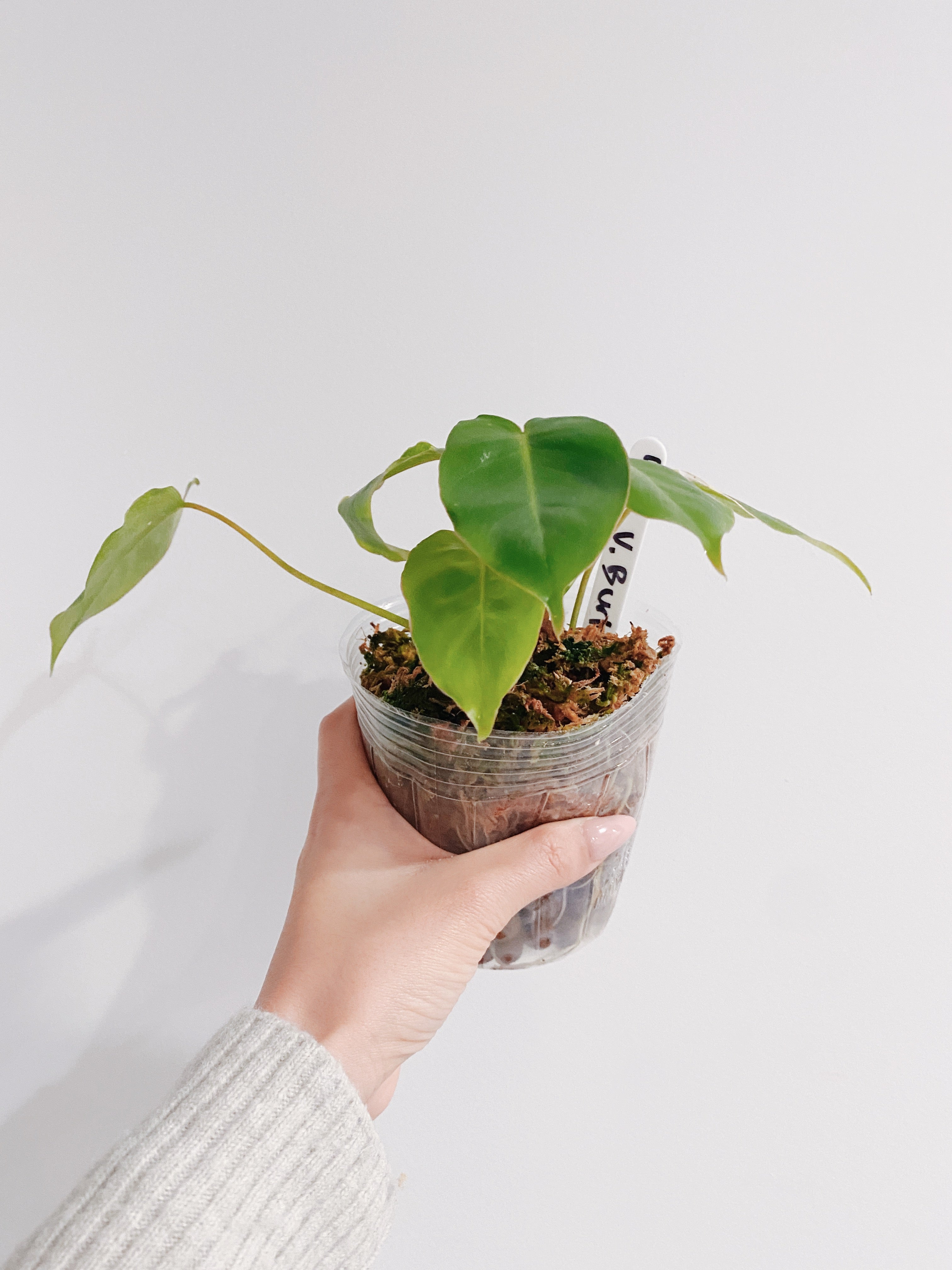 Philodendron Burle Marx Reverted