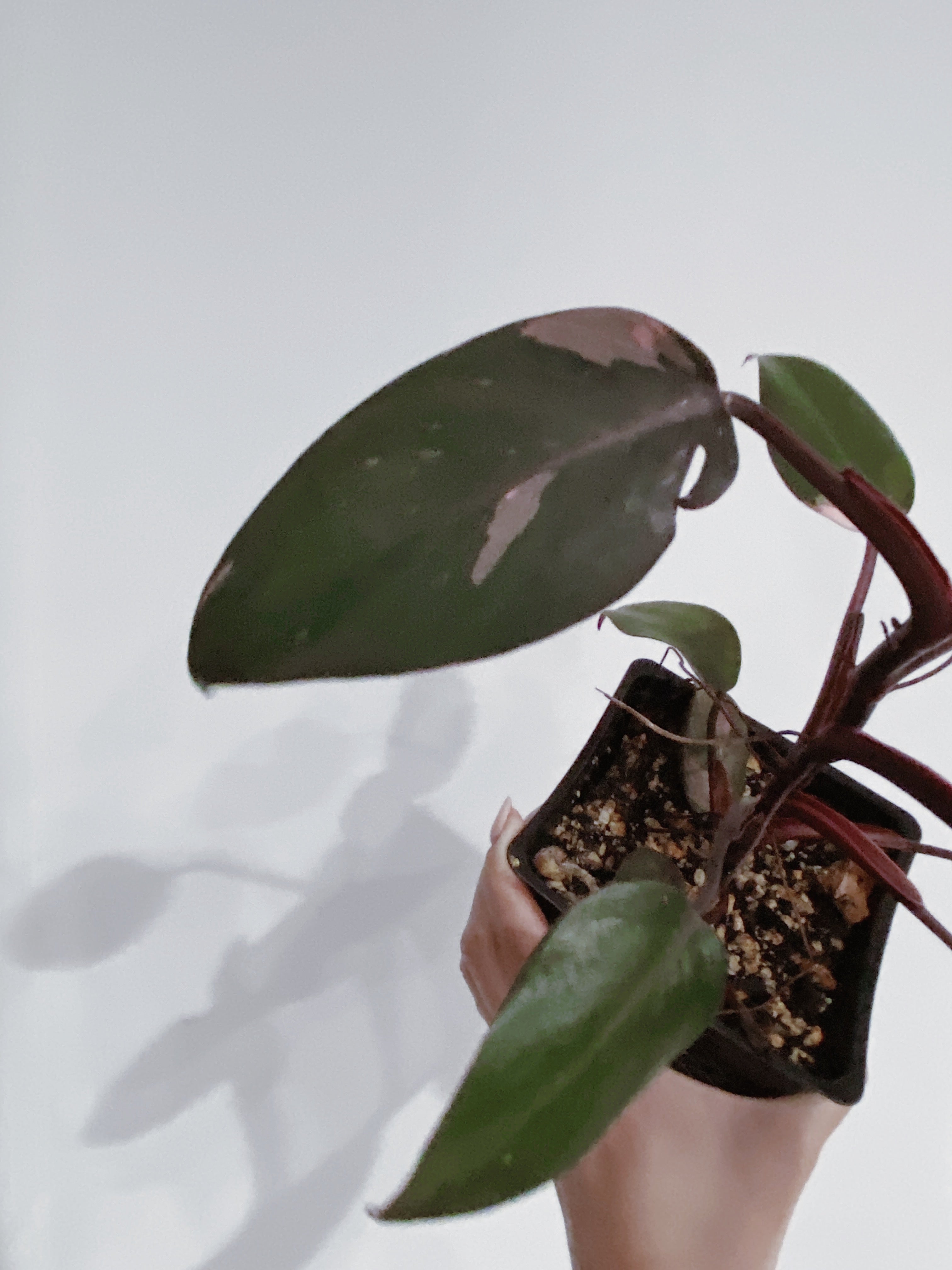 Philodendron Pink Princess