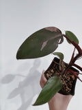 Philodendron Pink Princess
