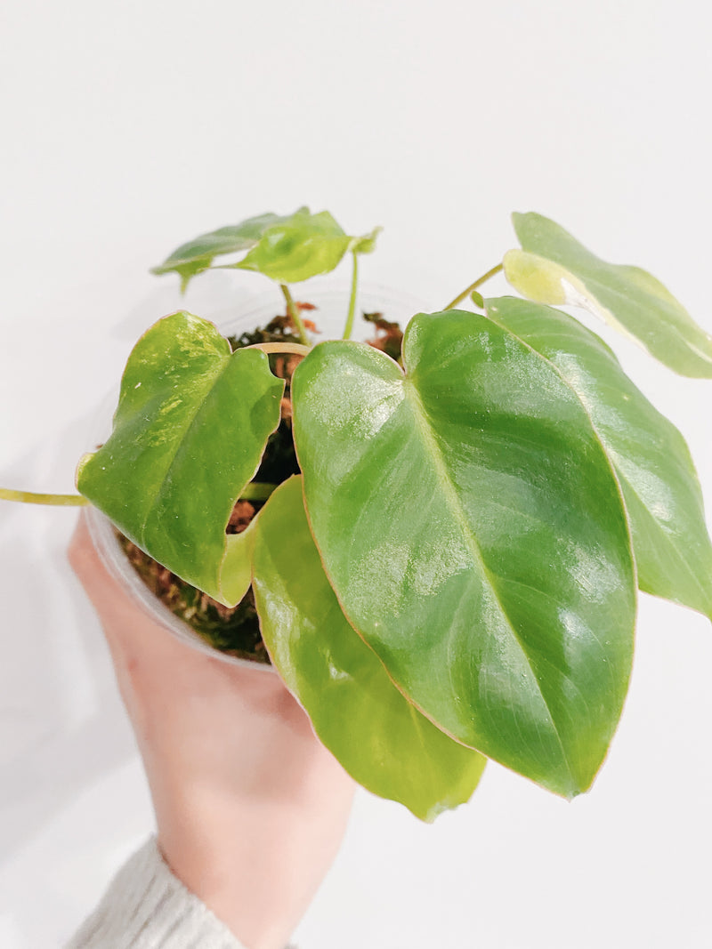 Philodendron Burle Marx Reverted