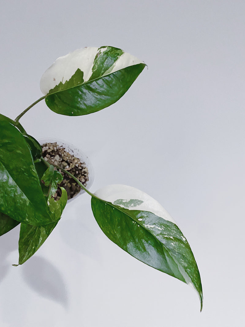 Epipremnum Pinnatum Variegated