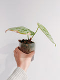 Anthurium Crystal Hope
