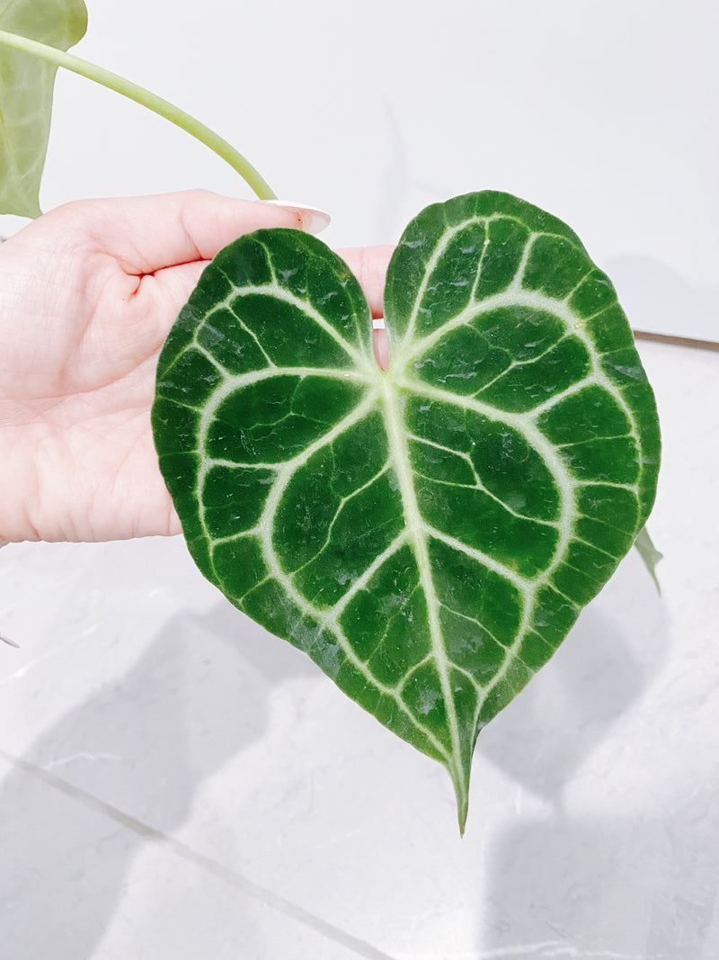 Anthurium Clarinervium