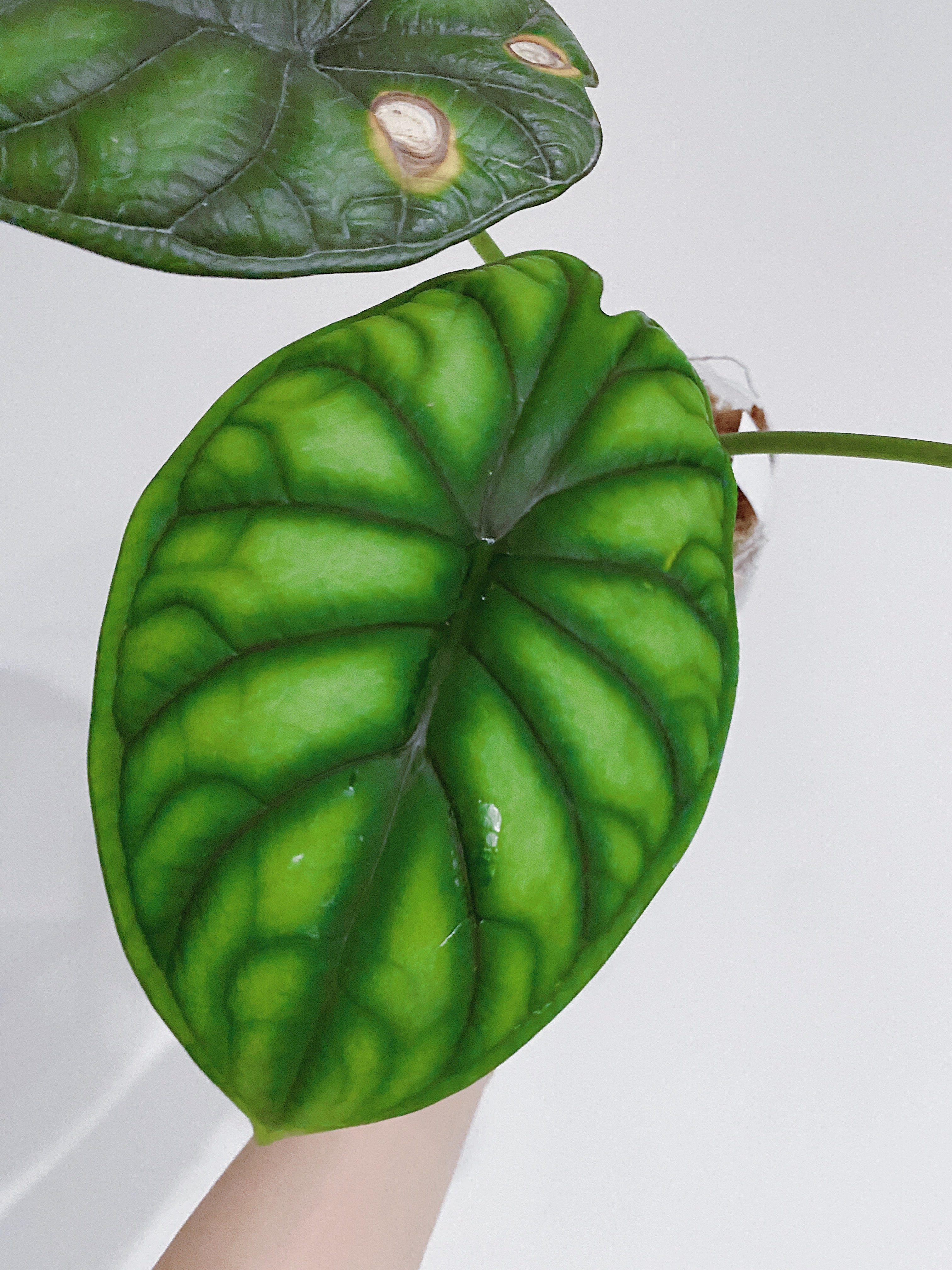 Alocasia Dragon Scale