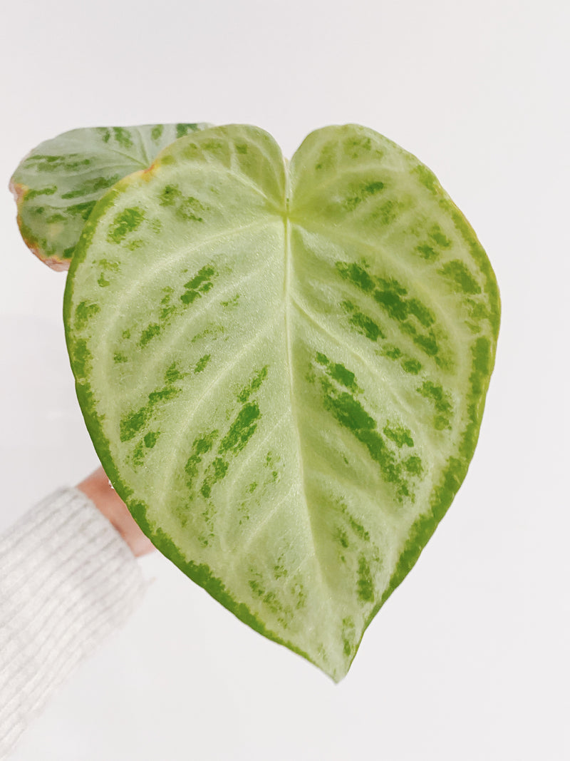 Anthurium Crystal Hope