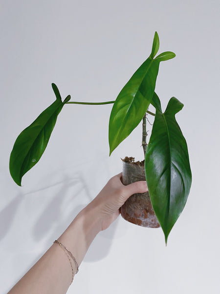 philodendron 69686 flower Philodendron 69686