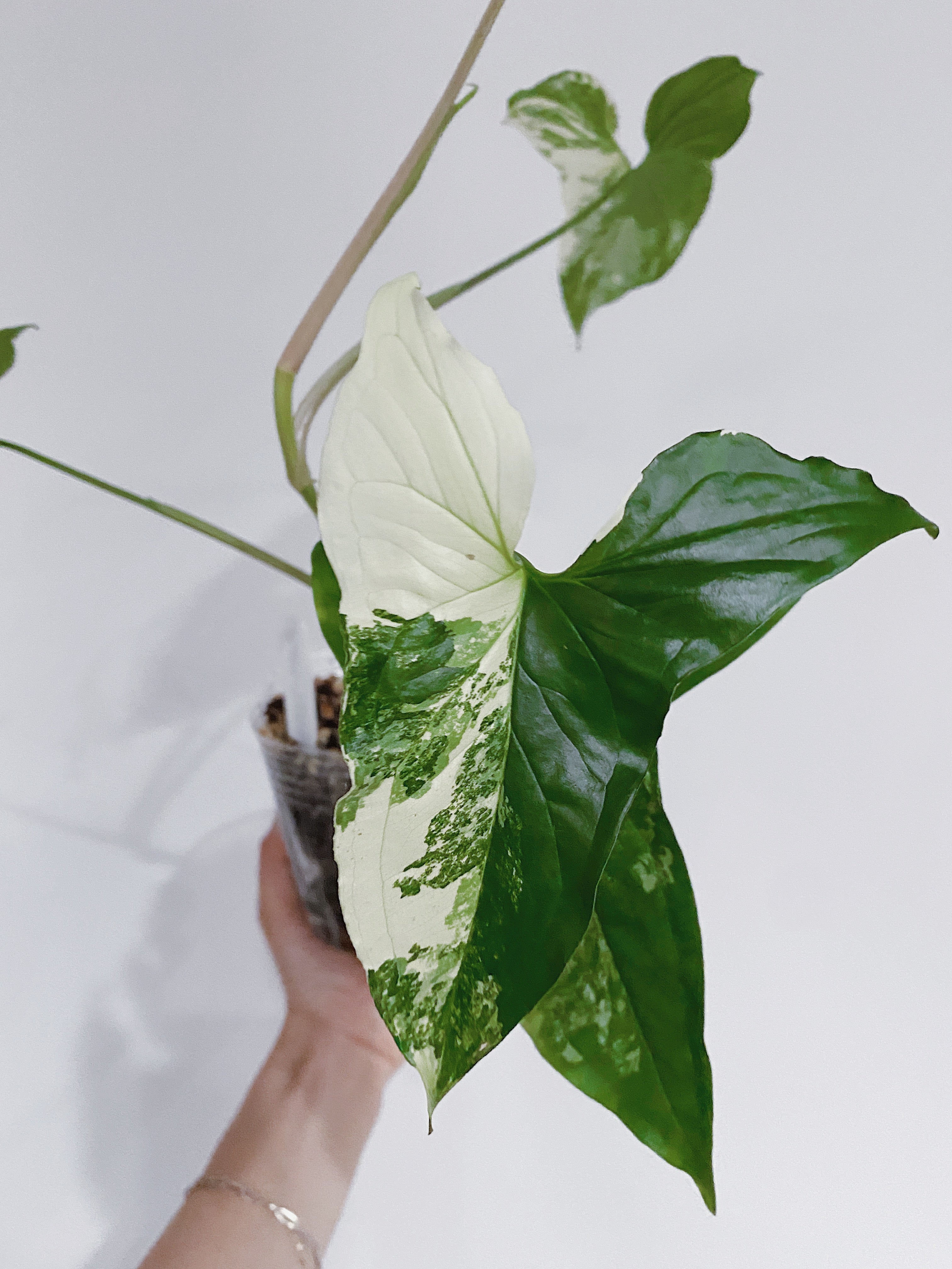 Syngonium Albo (Arrowhead Plant Variegated)