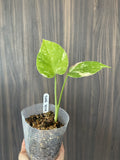 Monstera Thai Constellation