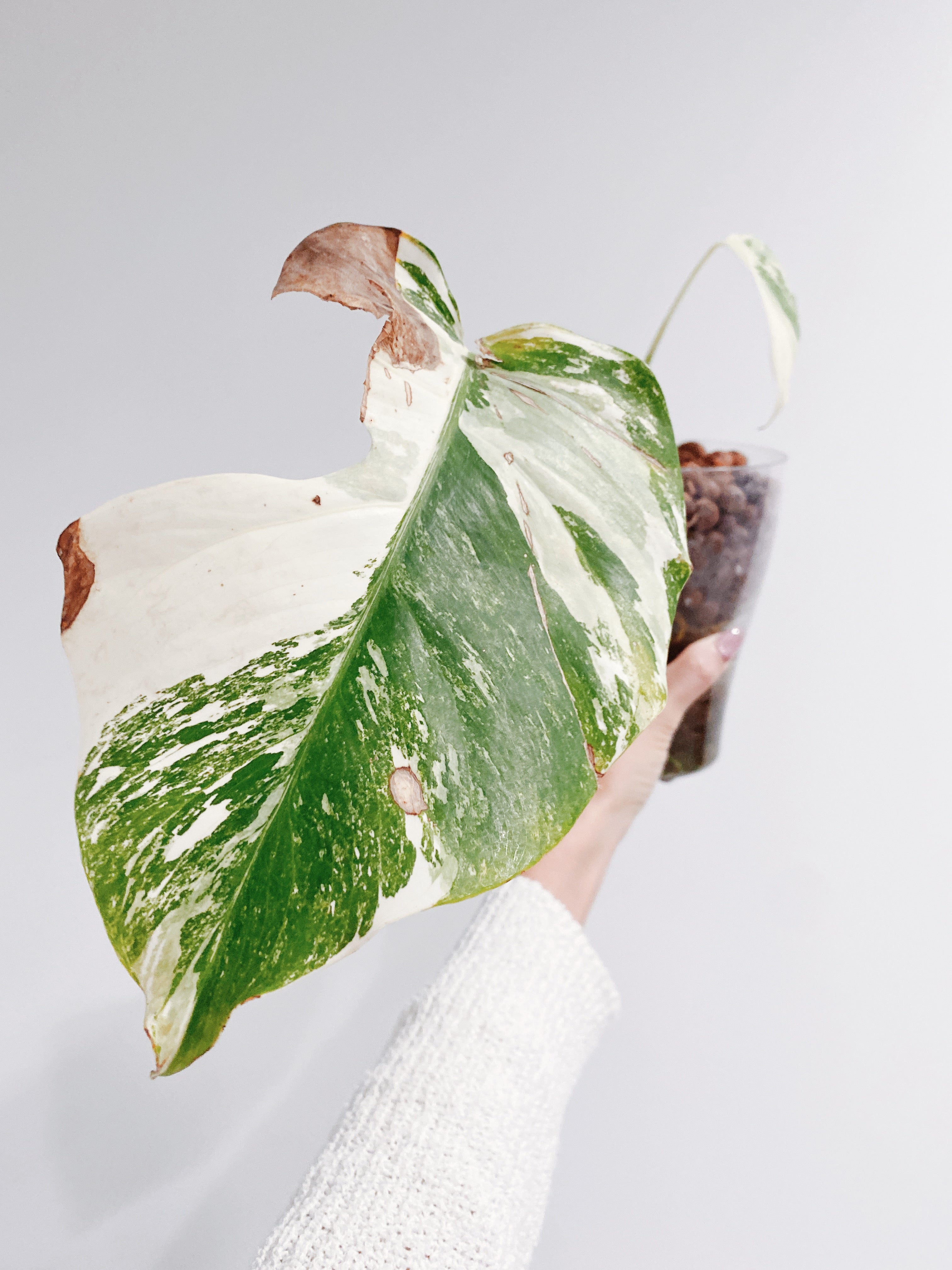 Monstera Albo Borsigiana