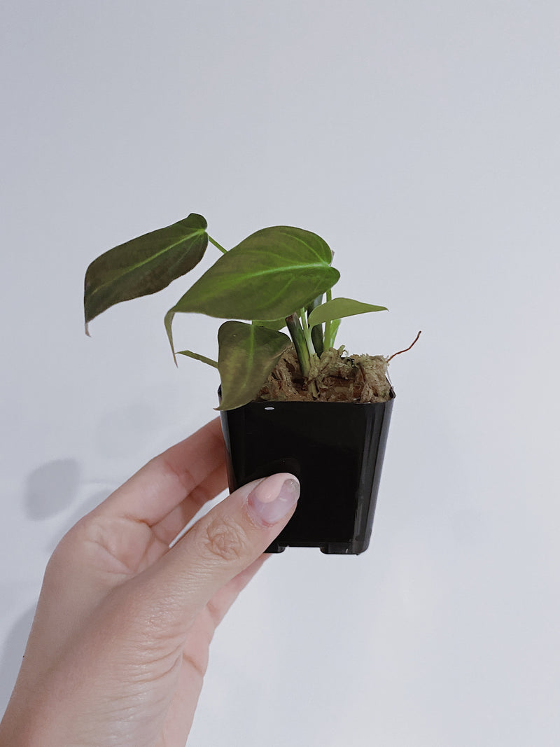 Philodendron Melanochrysum