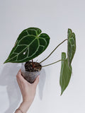 Anthurium Crystallinum