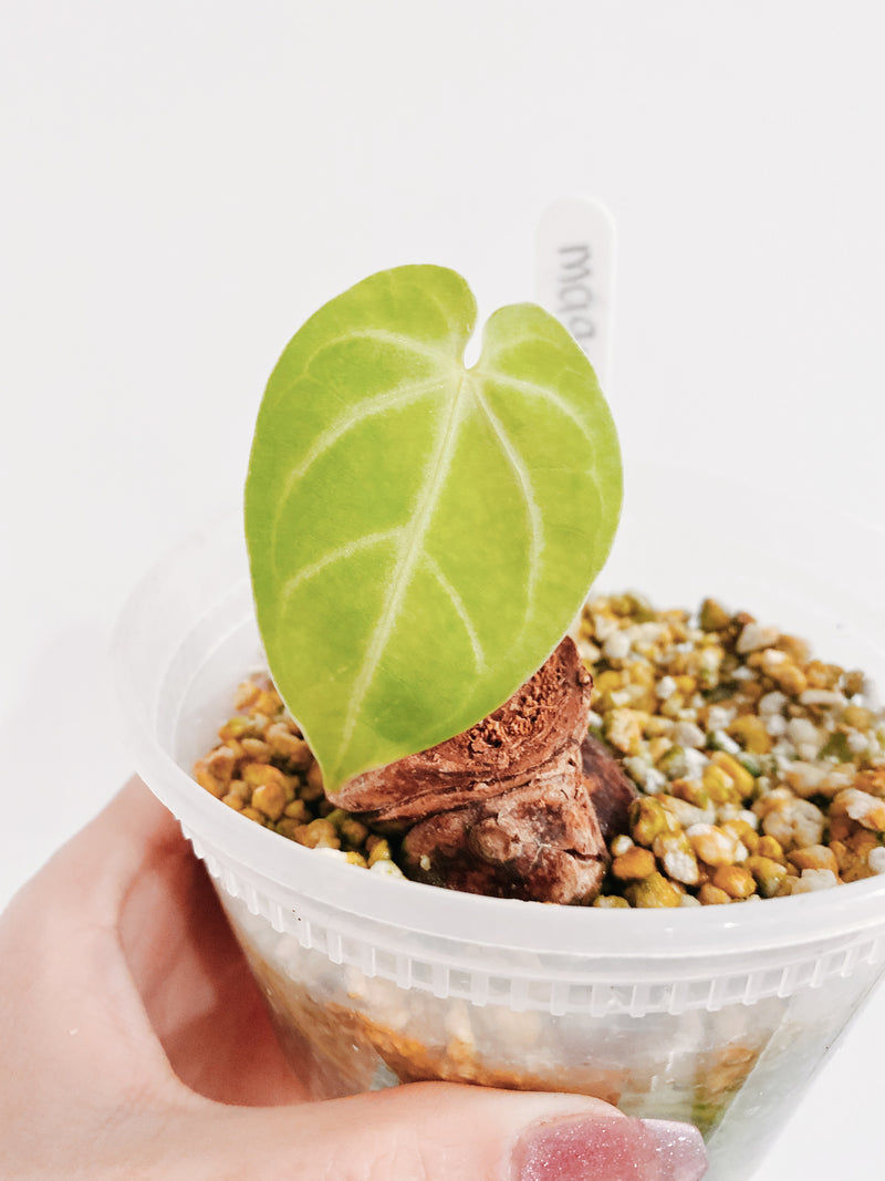 Anthurium Magnificum