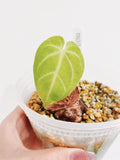 Anthurium Magnificum