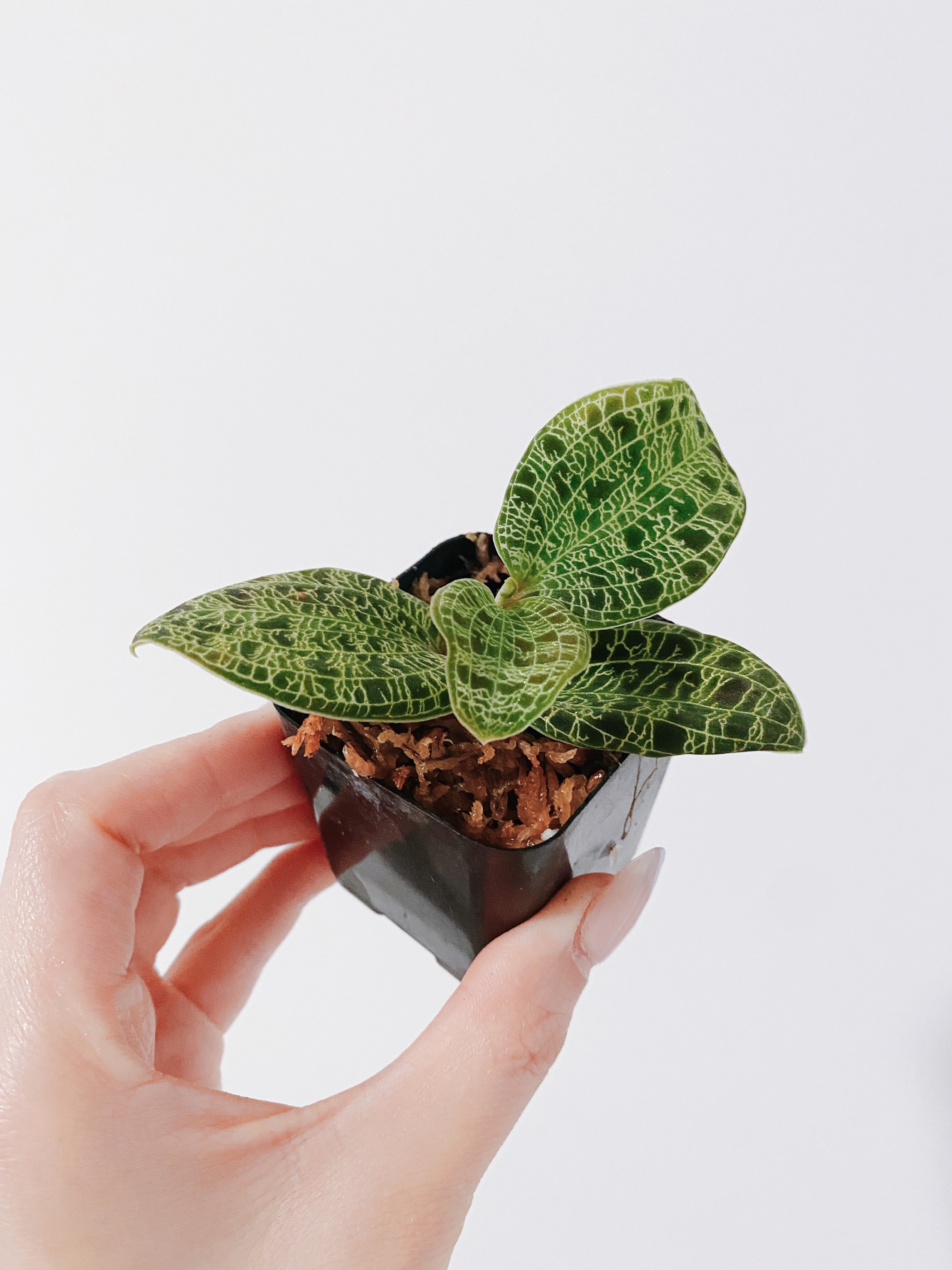 Lightning Jewel Orchid (Macodes petola)