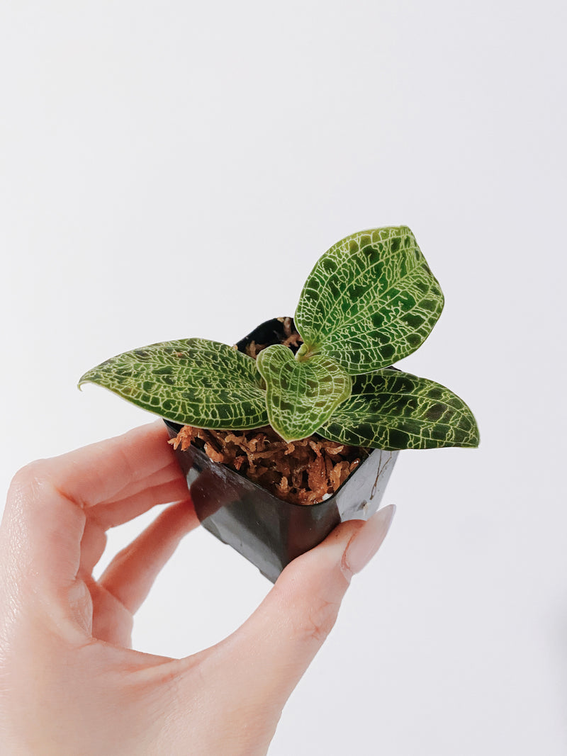 Lightning Jewel Orchid (Macodes petola)