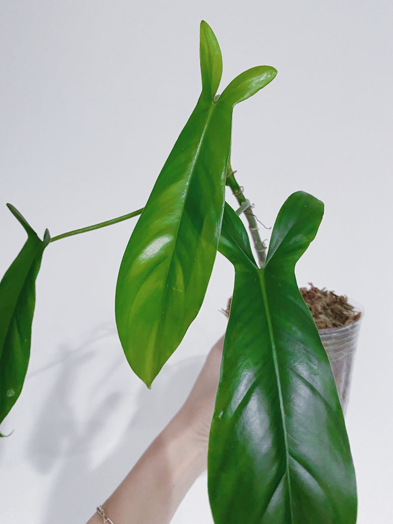 Philodendron 69686