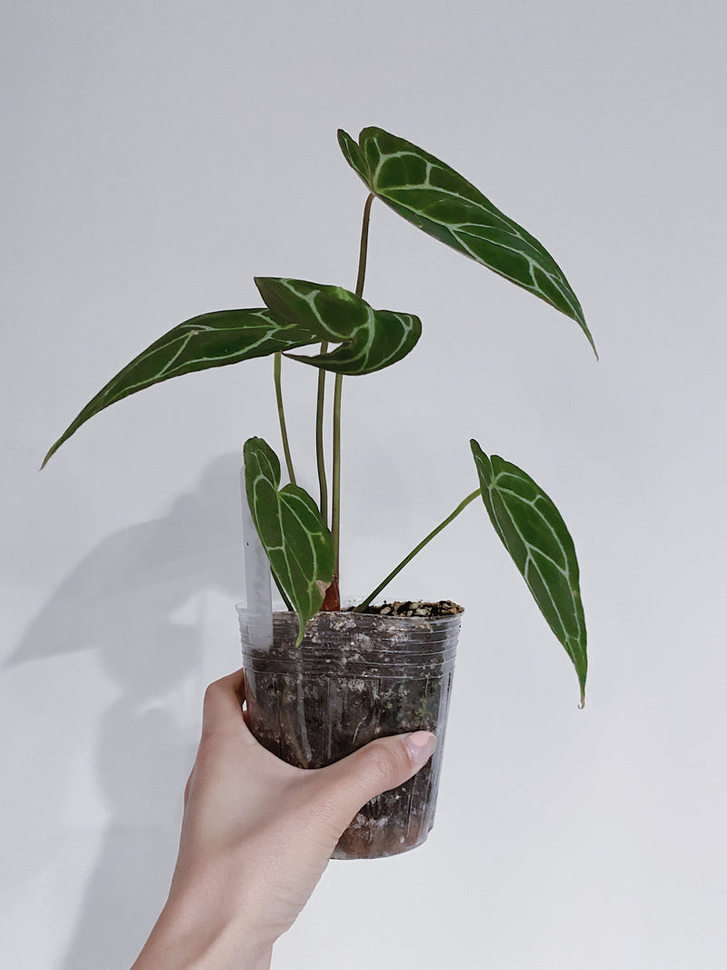 Anthurium Crystallinum