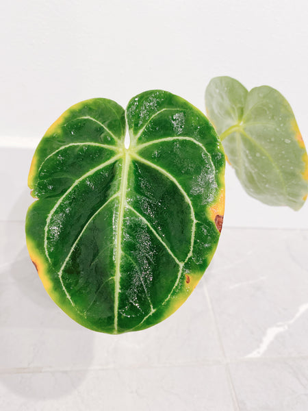 anthurium grande Anthurium Regale (US Seller) – Rooted Hues