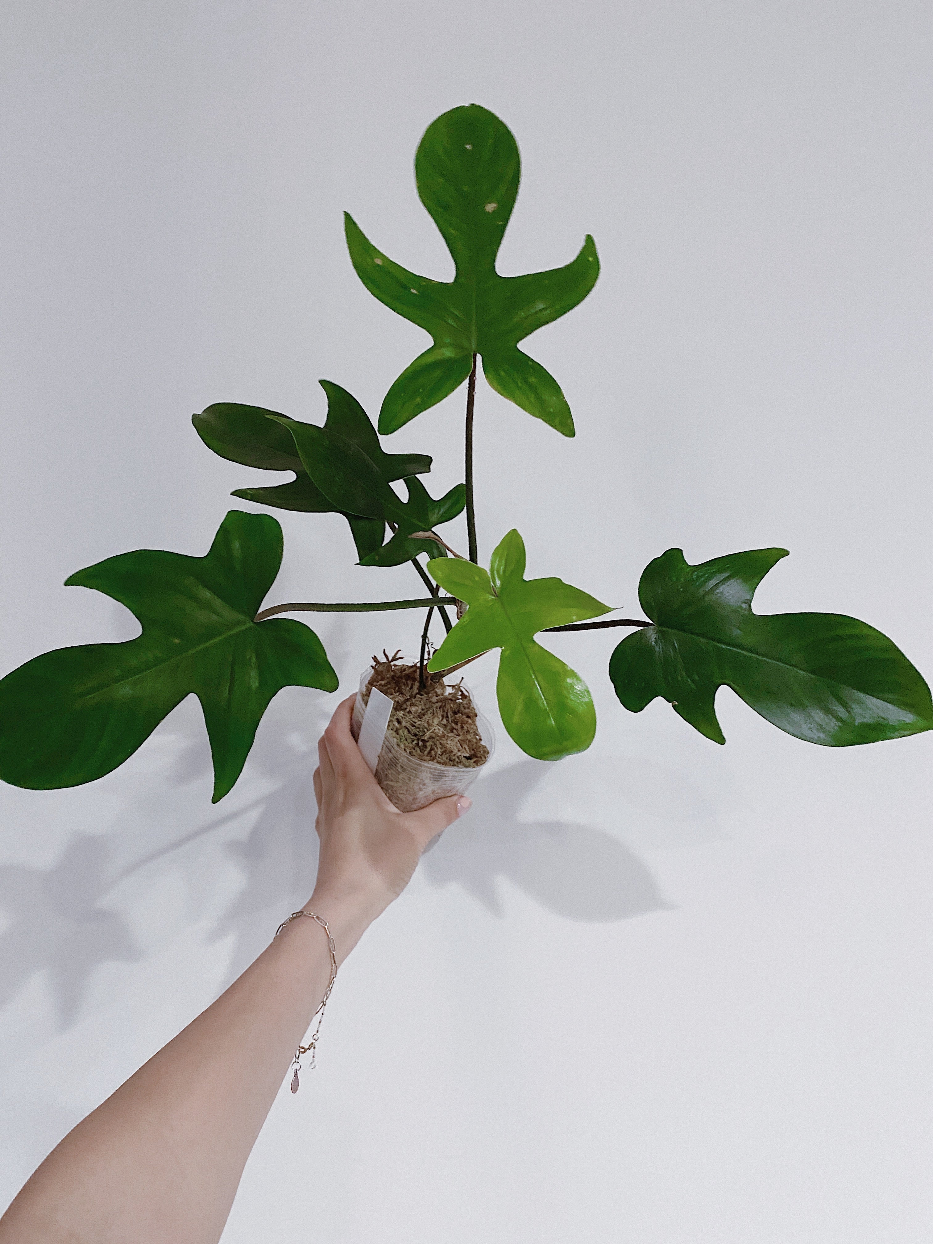 Philodendron Florida Ghost