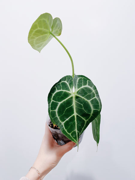 anthurium clarinervium pasning Anthurium Clarinervium – Rooted Hues