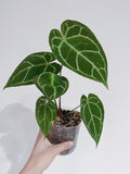 Anthurium Crystallinum