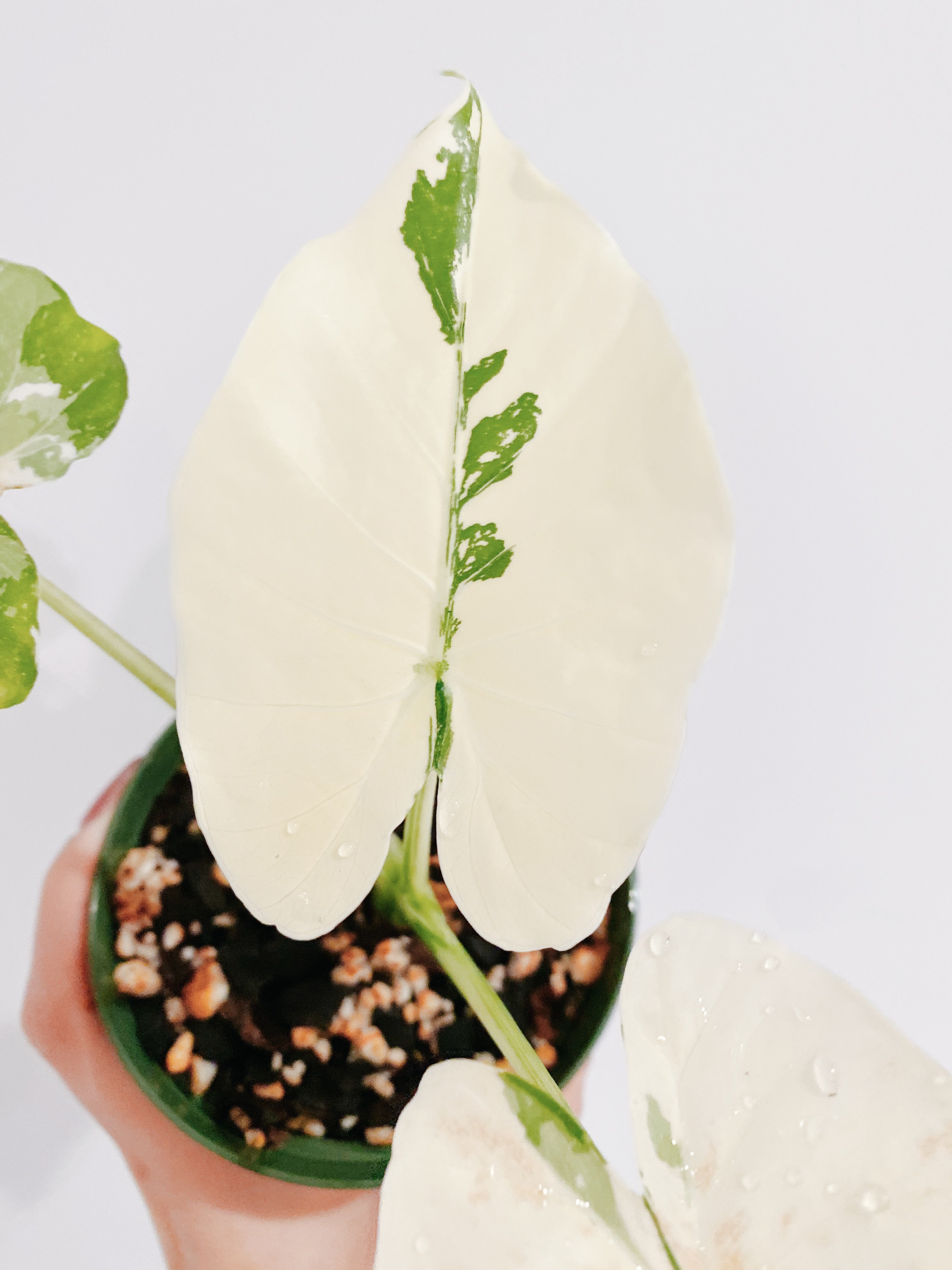 Alocasia Odora Variegata